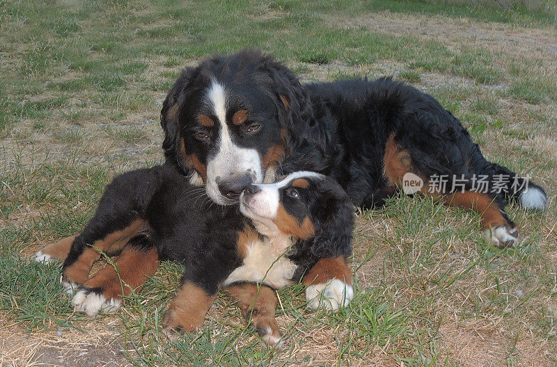 伯恩山犬(Berner Sennenhund)喜欢大自然。